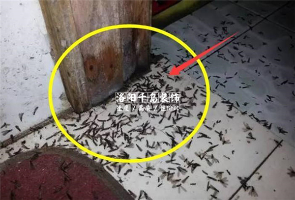 衛生間滋生蟻蟲